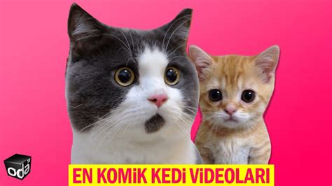 Kediler için video